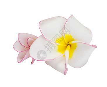 花朵freangipani白色鸡蛋花公园植物香水热带亚热带异国黄色情调图片