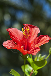 红色希比斯库叶子花园情调棕榈花粉树木植物天空植物群异国图片