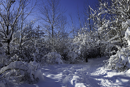 冬季场景国家季节公园踪迹寒冷雪堆薄片降雪暴风雪雪花图片