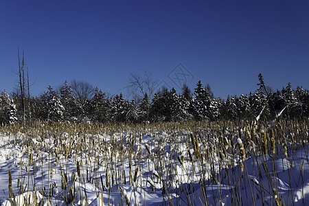 冬季场景天气寒冷降雪国家木头踪迹雪堆风景冻结美丽图片