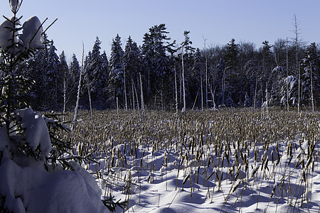 冬季场景国家薄片美丽风景暴风雪季节森林雪花寒冷木头图片