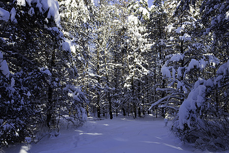 冬季场景降雪冻结公园季节踪迹寒冷荒野木头天气风景图片