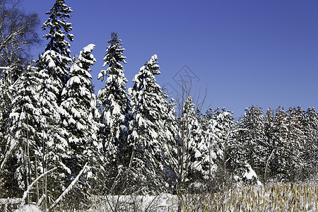 冬季场景美丽风景暴风雪公园雪堆降雪寒冷踪迹雪花天气图片