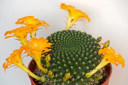 仙人花花花朵植物群肉质植物摄影绿色背景图片