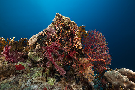 红海的鱼类和热带珊瑚礁太阳海洋天堂蓝色射线阳光场景情调潜水异国图片