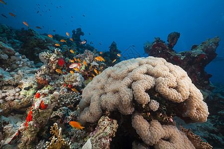 红海的鱼类和热带珊瑚礁海洋太阳光海景场景情调珊瑚植物天堂盐水生活图片