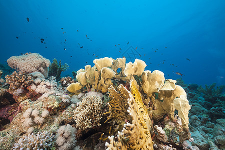 红海的鱼类和热带珊瑚礁太阳光植物生活盐水射线情调太阳阳光海洋异国图片