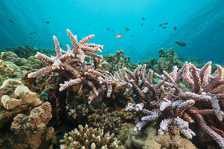 红海的鱼类和热带珊瑚礁海洋潜水异国太阳生活珊瑚射线情调盐水阳光图片