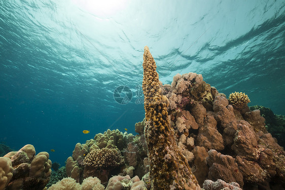红海的鱼类和热带珊瑚礁海洋蓝色场景异国情调天堂潜水生活珊瑚射线图片