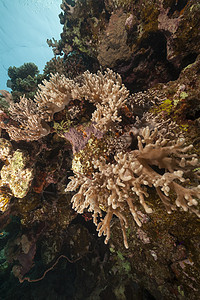 红海的鱼类和热带珊瑚礁海洋植物生活射线蓝色海景盐水珊瑚异国太阳图片