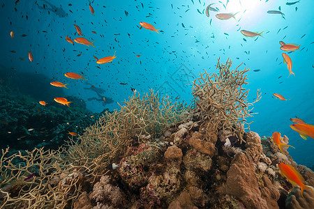 红海的鱼类和热带珊瑚礁海洋植物生活射线场景阳光海景蓝色潜水异国图片