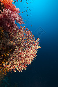 红海的海洋风扇和热带珊瑚礁场景潜水生活蓝色天堂珊瑚射线太阳光盐水太阳图片