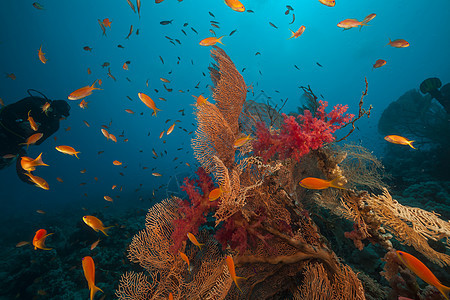 红海的鱼类和热带珊瑚礁太阳光生活场景珊瑚阳光太阳潜水海景盐水情调图片