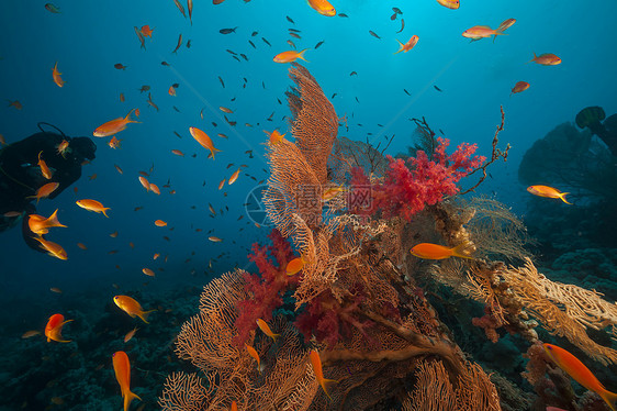 红海的鱼类和热带珊瑚礁太阳光生活场景珊瑚阳光太阳潜水海景盐水情调图片