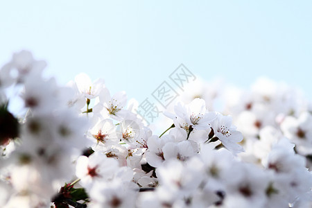 樱花与宏观白色花朵叶子天空蓝色黄色植物花园绿色背景图片