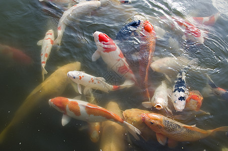 日本子海在水中游泳鲤鱼池塘生活动物群食物环境花园水池斗争锦鲤图片