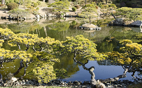 日本花园木头阳光绿色花园公园园艺池塘冥想植物学平衡图片