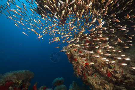 红海的巡洋舰和热带珊瑚礁太阳光植物盐水太阳射线生活情调蓝色异国海景图片