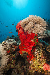 红海的鱼类和热带珊瑚礁蓝色情调珊瑚天堂海洋海景潜水生活植物盐水图片