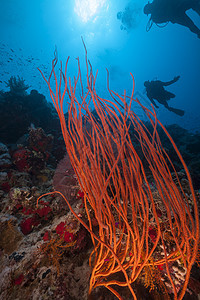 红海的红色聚群鞭和潜水员图片