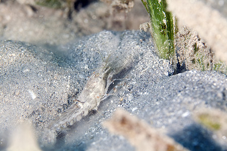 红海中美丽的小白虾图片
