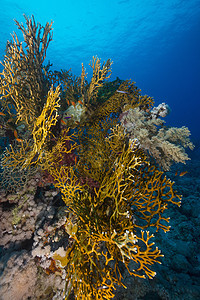 红海热带珊瑚礁潜水射线植物蓝色太阳光场景海景阳光盐水天堂图片