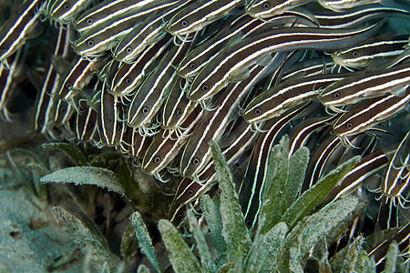 在红海中剥离了鱼蓝色珊瑚海洋天堂植物射线异国场景生活盐水图片