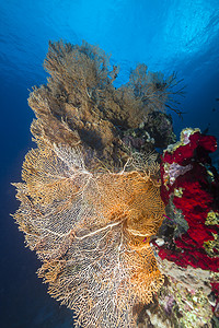 红海的海洋风扇和热带珊瑚礁珊瑚植物太阳海扇异国生活蓝色盐水阳光情调图片