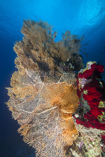 红海的海洋风扇和热带珊瑚礁珊瑚植物太阳海扇异国生活蓝色盐水阳光情调图片
