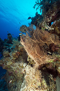 红海热带珊瑚礁生活场景射线天堂太阳光海洋盐水潜水植物情调图片