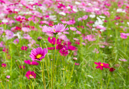 粉红宇宙花朵森林花园植物紫色菊科草地公园叶子农村植物群图片