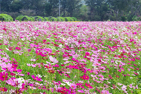 粉红宇宙花朵植物群花瓣农村菊科植物紫色花园雏菊场地公园图片