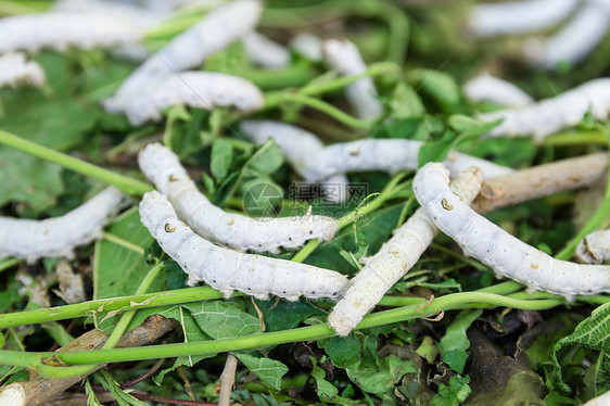 丝虫幼虫叶子生产昆虫纺纱植物织物养蚕业材料文化图片