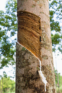 从橡胶树上提取乳胶木头杯子植物树干生长木材丛林生产森林牛奶图片
