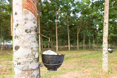 从橡胶树上提取乳胶树干生产液体植物杯子林业丛林生长森林木头图片