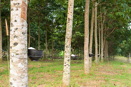 将橡胶树种植园的乳胶脱脂生产农场树干森林液体木材林地热带丛林牛奶图片