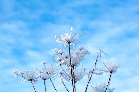 冬季风景蓝色森林天空雪花白色旅行雪堆季节树木仙境图片