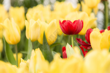 花园中的红色郁金香花图片