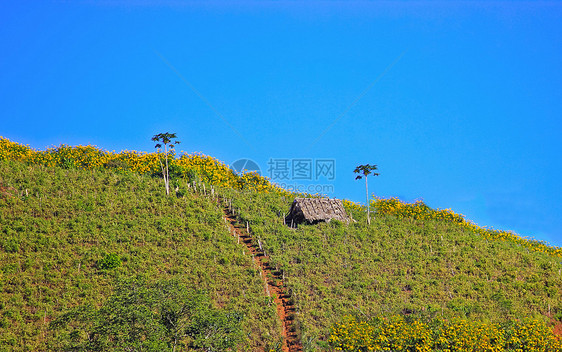 林木中的古老木屋图片