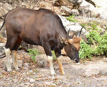 古尔塞拉丁博斯奶牛森林雨林动物群团体野生动物水牛牛羚公园丛林图片