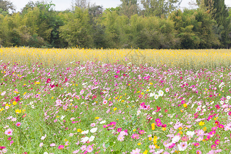草原上美丽的花朵花瓣季节植物草地天空太阳园艺荒野花园植物群图片
