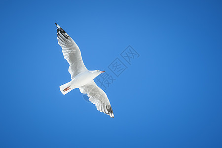 海鸥辉光动物天空野生动物蓝色海洋自由晴天海鸟航班图片