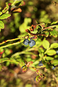 蓝莓宏观衬套水果覆盆子森林叶子枝条植物食物蓝色图片