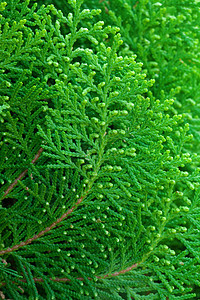 纤维树枝条植物学植物园艺绿色植物群荒野芳香衬套针叶图片