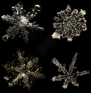 黑色背景的显微镜下的雪花水晶白色火花天气宏观薄片冻结磨砂图片