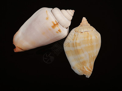 贝壳假期装饰海星热带海洋水族馆蜗牛软体海滩温泉图片
