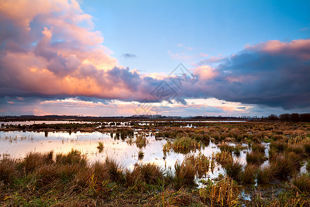 飞速日出时的沼泽图片
