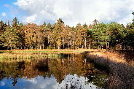 秋林中的小池塘图片