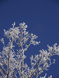 分处季节温度水晶森林天气调子蓝色叶子松树分支机构图片