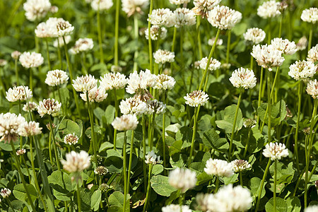 白色三叶草性质植物群植物叶子宏观背景绿色草地草本植物图片